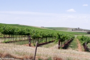 Clare Valley, région spécialiste des vins d'Alsace, Riesling et Gewürst
