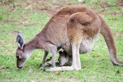 Bien sûr les Kangourous, ici une mère avec son Joey (petit) dans la poche