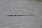 Un crocodile de mer, les grand de 6 mètres (que l'on trouve absolument que dans le nord ouest de l'Australie)