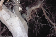 Des possums la nuit :)