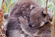 Un bébé Koalas et sa maman