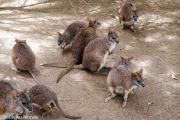 Des Pademelons, même famille que les Kangourous et les Wallabies, mais juste plus petit