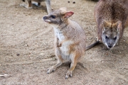 Des Pademelons, même famille que les Kangourous et les Wallabies, mais juste plus petit