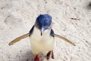 Des Manchots bleus, ou "Little pinguin", les plus petits manchots du monde