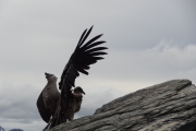 Jeune Condor des Andes - Ushuaia - Argentine