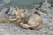 Parque Tierra del Fuego - renard - Ushuaia - Argentine