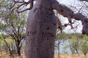 L'arbre de Grégory - En 1855, le bateau est resté 9 mois dans le coin.