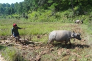 Birmanie - J15 - 17 - Trek Kalaw-Inle - 072