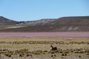 Bolivie - Sud Lipez - 011