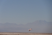 Chili - Atacama - 078