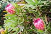 Des Banksia rose