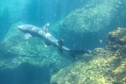 Requin - Galapagos
