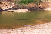 des crocodiles d'eau douche, existent seulement en Australie