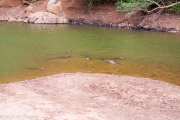 des crocodiles d'eau douche, existent seulement en Australie