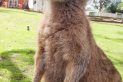 Un Kangourou
