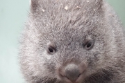 Un bébé Wombat de 8 mois :) qui a été recueilli dans ce centre - Il sera relâché dans la nature vers ses 2 ans. En attendant, il est tout mignon comme une peluche :)