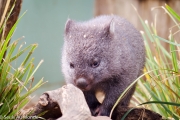 Un bébé Wombat de 8 mois :) qui a été recueilli dans ce centre - Il sera relâché dans la nature vers ses 2 ans. En attendant, il est tout mignon comme une peluche :)