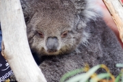 UN petit Koalas