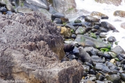 Les otaries à fourrures de Nouvelle-Zélande sont installés dans le coin (arctocephalus)