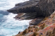 Les otaries à fourrures de Nouvelle-Zélande sont installés dans le coin (arctocephalus)
