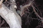 Nous avons fait une balade de nuit pour voir les possums, on les voit, mais faut chercher un peu sur la photo