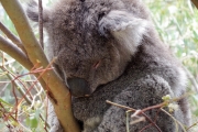 Un koala :)