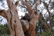 La Maman du bébé Koala