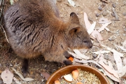 Quokka, un autre petit marsupiaux taille lapin nain