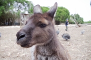 Un selfie de Kangourou