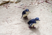 Les petits manchots (et pas pingouin), les plus petit du monde, une espèce en voie de disparition. 
(Eudyptula minor)
Pour l'explication, les manchots nagent, les pingouins sont des oiseaux, ils volent. On ne trouve des pingouins que dans l'hémisphère nord.