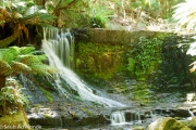 Une petite cascade au parc national de Mont Fields