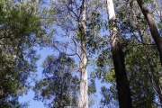 Les eucalyptus géants, jusqu'à 90 M de haut !!