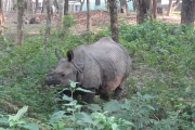 Népal - J8 - Parc de Chitwan - 042