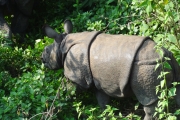 Rhinocéros - Chitwan - Nepal