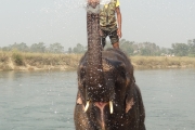 Elephant - Chitwan - Nepal
