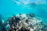 Vue sous l'eau en snorkeling sur les plages du parc marin du Ningaloo