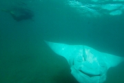 Une Raie Manta vue de dessous et une personne, on se rend compte de la taille énorme de ce poisson, 6 métres d'envergue, impressionnant !!