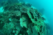 Les fonds marins du parc de Ningaloo en plongée