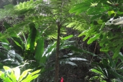 Nouvelle Calédonie - île des pins - 015