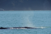 Nouvelle Zélande - Ile du sud - Jour 28 - Kaikoura & Whales watching - 032