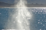 Nouvelle Zélande - Ile du sud - Jour 28 - Kaikoura & Whales watching - 033