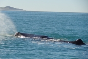 Nouvelle Zélande - Ile du sud - Jour 28 - Kaikoura & Whales watching - 034