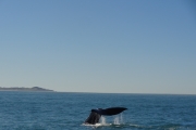 Nouvelle Zélande - Ile du sud - Jour 28 - Kaikoura & Whales watching - 035