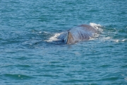 Nouvelle Zélande - Ile du sud - Jour 28 - Kaikoura & Whales watching - 037