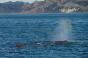 Nouvelle Zélande - Ile du sud - Jour 28 - Kaikoura & Whales watching - 038