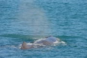Nouvelle Zélande - Ile du sud - Jour 28 - Kaikoura & Whales watching - 039
