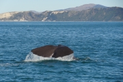 Nouvelle Zélande - Ile du sud - Jour 28 - Kaikoura & Whales watching - 040