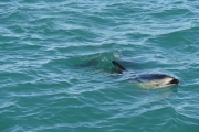 Nouvelle Zélande - Ile du sud - Jour 28 - Kaikoura & Whales watching - 042