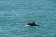 Nouvelle Zélande - Ile du sud - Jour 28 - Kaikoura & Whales watching - 043