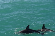 Nouvelle Zélande - Ile du sud - Jour 28 - Kaikoura & Whales watching - 044